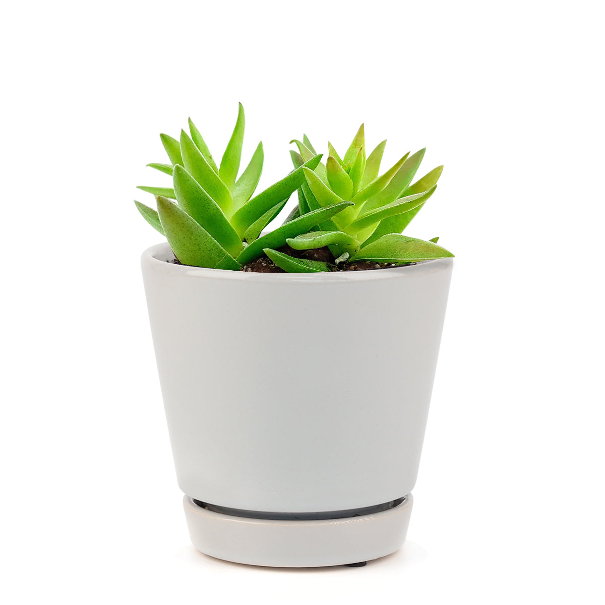 Crassula Red Pagoda in California, How to grow Crassula Red Pagoda, crassula, crassula plant, crassula succulent, crassula types, crassula varieties, types of crassula, crassula species, crassulas, succulent crassula, care tips for growing crassula succulents