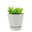 Crassula Red Pagoda Shark Tooth for sale. Succulents for sale. Shop succulent online 