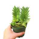 Crassula Red Pagoda for sale, Crassula Red Pagoda care, succulents garden, succulent subscription, succulents store in CA, succulents shop in California, Succulents shop near me, succulent plant, succulent care, cactus, Crassula Red Pagoda in California, How to grow Crassula Red Pagoda, crassula, crassula plant, crassula succulent, crassula types, crassula varieties, types of crassula, crassula species, crassulas, succulent crassula