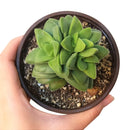 crassula silver springtime, succulent care tips, Succulents shop near me, succulents shop in California, succulents garden, Rare succulents, succulent care, Succulents, succulent subscription, crassula silver springtime in California, How to grow crassula silver springtime, crassula, crassula plant, crassula succulent, crassula types, crassula varieties, types of crassula, crassula species, crassulas, succulent crassula