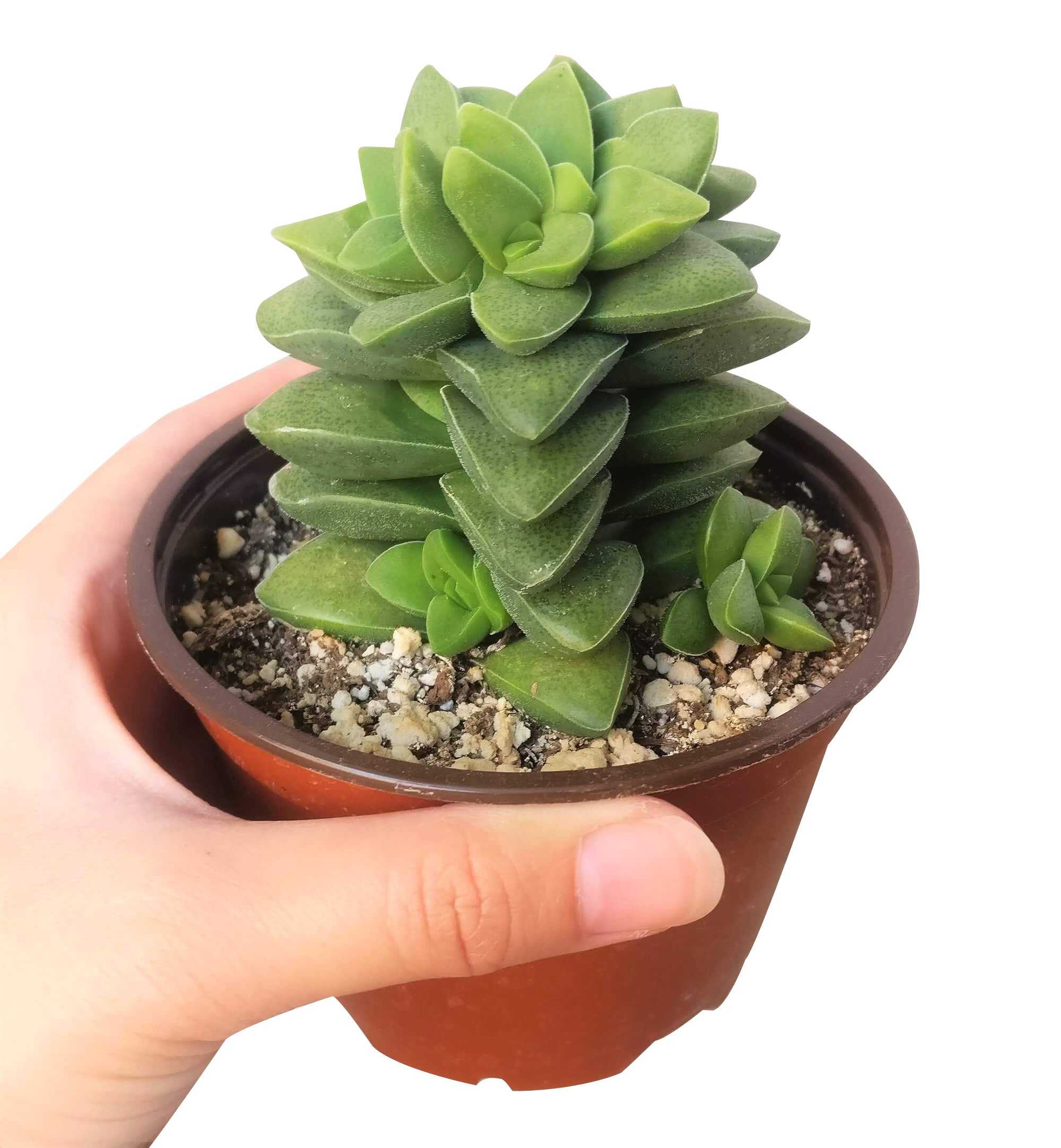 spring grass succulent Crassula Springtime Succulent fully rooted with Care Guide 2 inch / White Modern Pot by Succulents Box