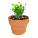 how to grow succulents, Succulents shop near me, succulent plant, succulent care, cactus, succulents shop in California, succulents store in CA, crassula giant watch chain in California, How to grow crassula giant watch chain, crassula, crassula plant, crassula succulent, crassula types, crassula varieties, types of crassula, crassula species, crassulas, succulent crassula