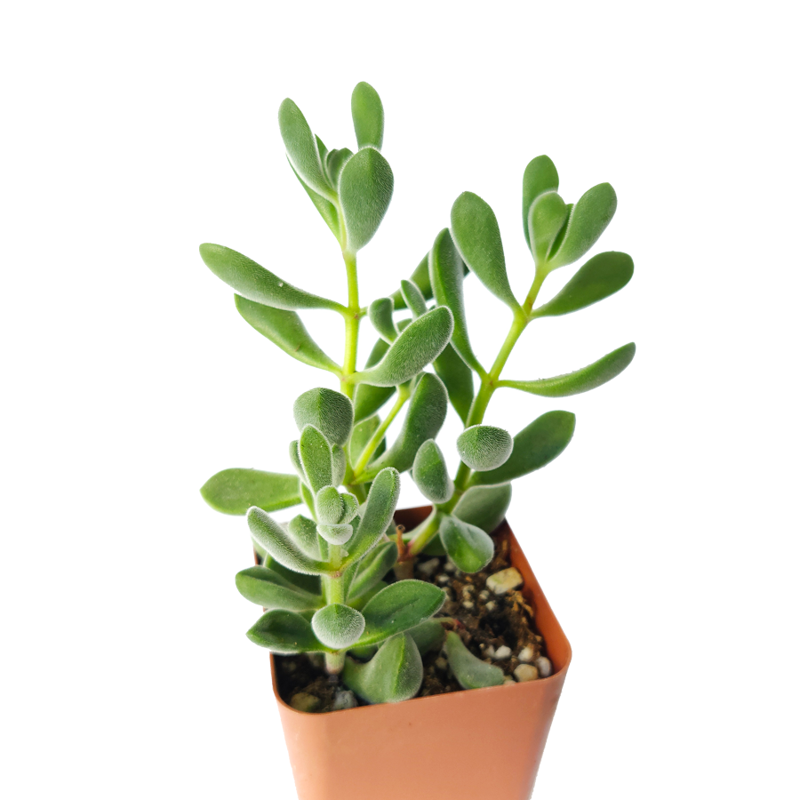 succulent with oval leaves Crassula Congesta Green Beans - Chubby Succulent Plant and Care Guide