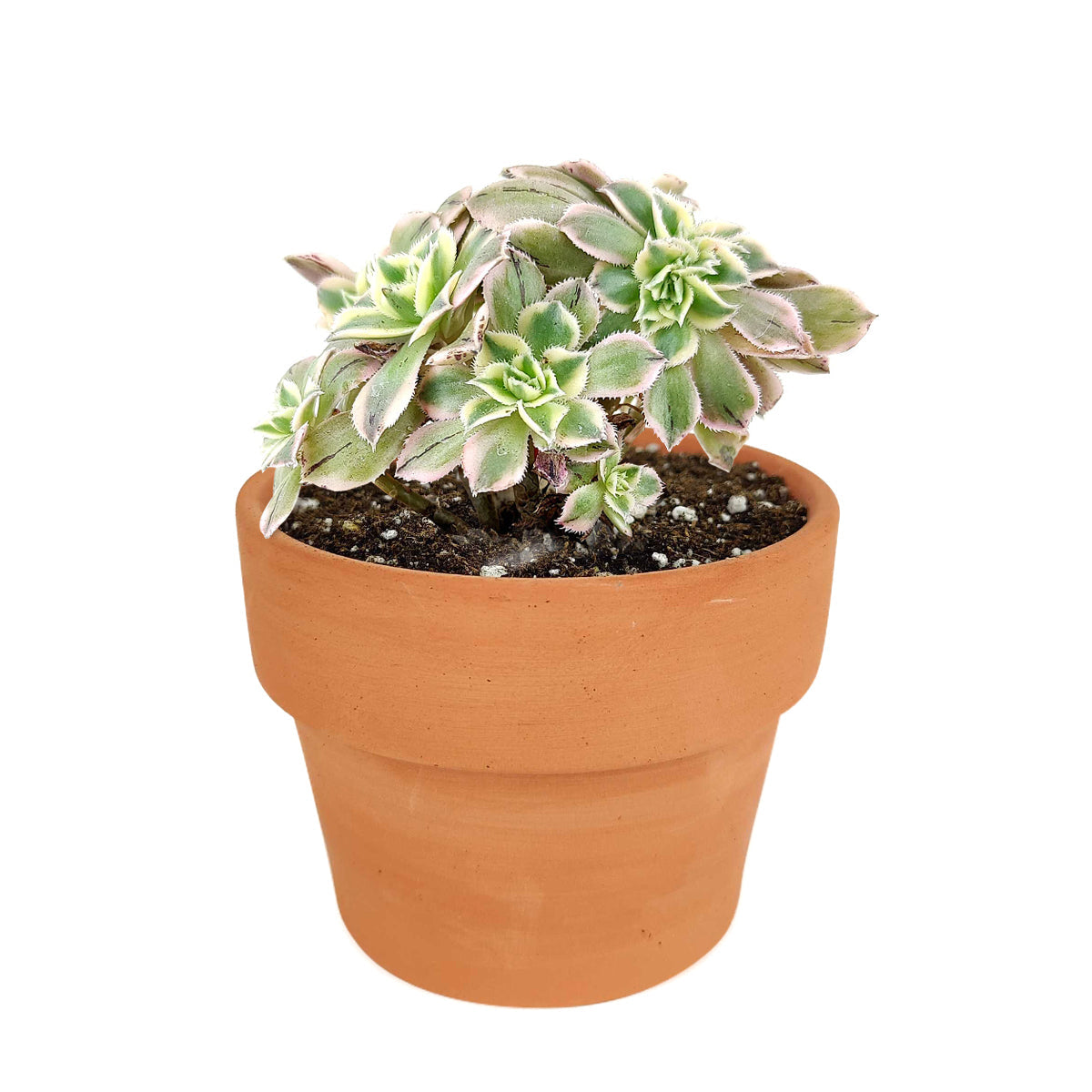 crested sunburst succulent Rare Crested Aeonium Sunburst Succulent