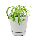 bonnie curly spider plant, curly bonnie spider plant, bonnie curly spider plant care, curly spider plant bonnie, bonnie curly spider plant easy, bonnie curly spider plant for sale, spider plant curly bonnie, curly bonnie spider plant care, fast-growing indoor plants