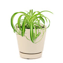 bonnie curly spider plant, curly bonnie spider plant, bonnie curly spider plant care, curly spider plant bonnie, bonnie curly spider plant easy, bonnie curly spider plant for sale, spider plant curly bonnie, curly bonnie spider plant care, fast-growing indoor plants