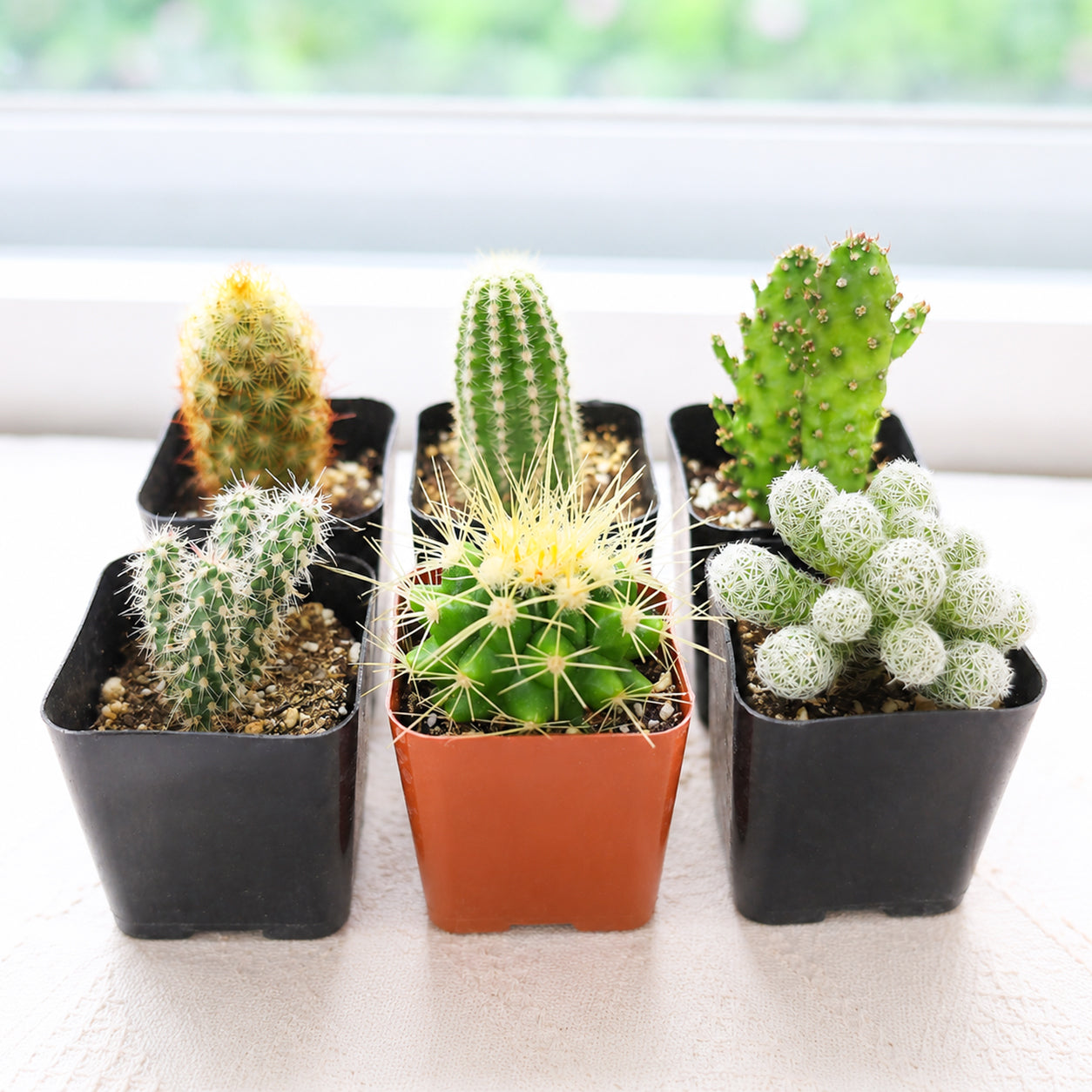 Cactus Succulent Pack