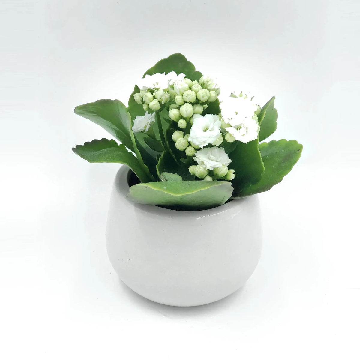 Kalanchoe blossfeldiana Calandiva White 4 inch plant for sale, Flowering houseplants for home office decor, Unique plant gift ideas