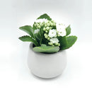 kalanchoe care, calandiva white for sale, calandiva near me, kalachoe calandiva near me, succulents, best succulent gift, best indoor plants, types of houseplants, low light houseplants, easy to grow