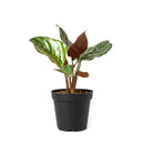 calathea ornata pinstripe, Buy Calathea Ornata Pinstripe Plant 4 inch size online, Pet friendly indoor plant to grow at home