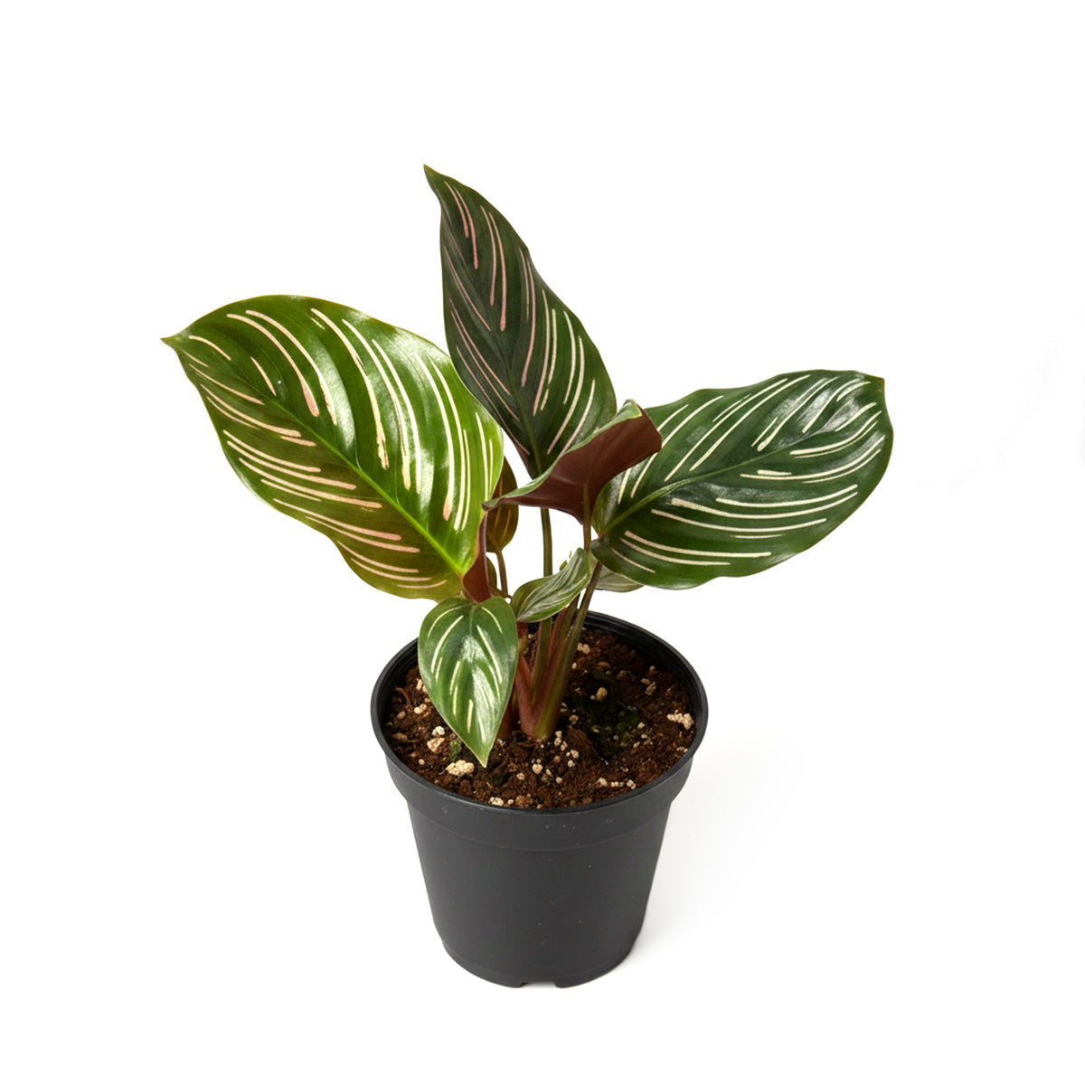 Calathea Ornata, Calathea Pinstripe, how to care for Calathea Ornata, colorful houseplant, houseplant gift ideas