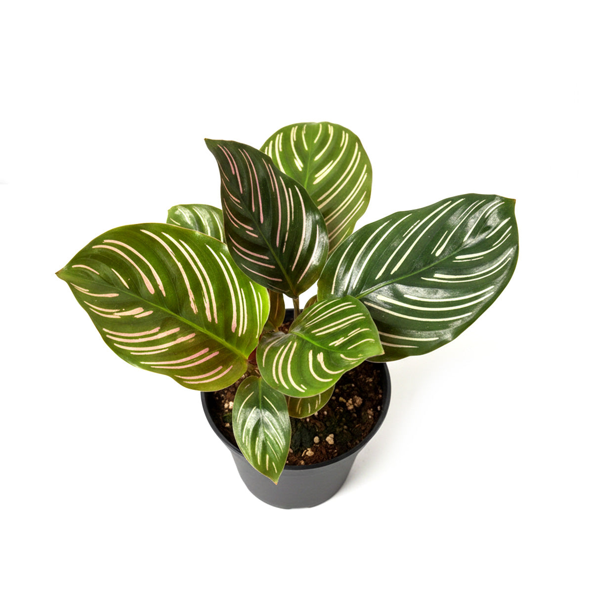 Calathea Ornata, Calathea Pinstripe, how to care for Calathea Ornata, colorful houseplant, houseplant gift ideas