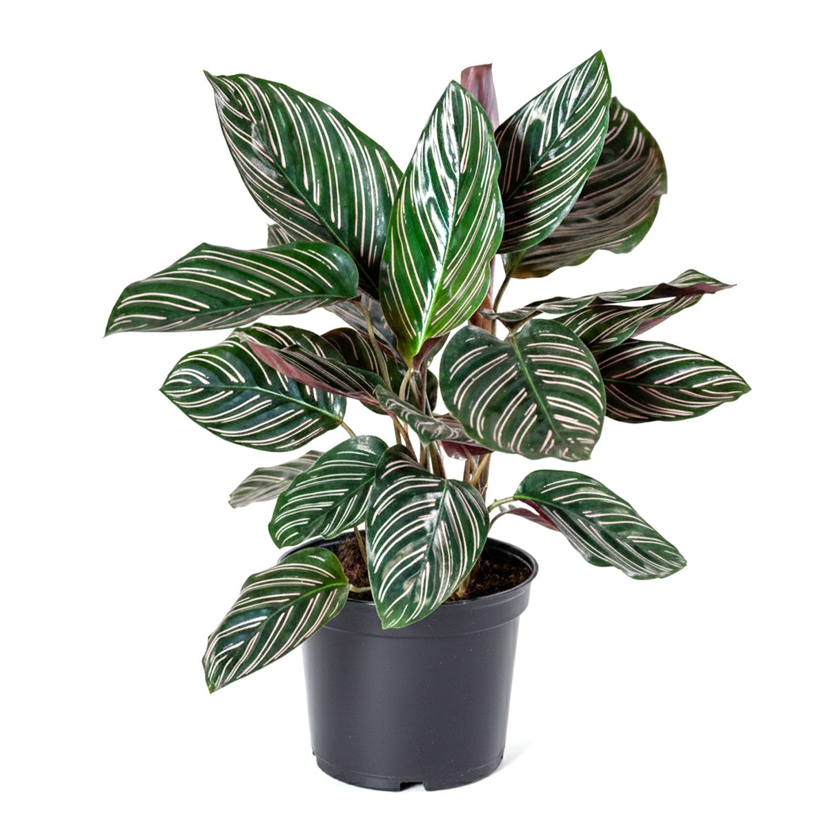 Calathea Ornata, Calathea Pinstripe, how to care for Calathea Ornata, colorful houseplant, houseplant gift ideas