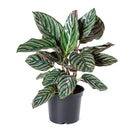 calathea ornata pinstripe, Buy Calathea Ornata Pinstripe Plant 4 inch size online, Pet friendly indoor plant to grow at home