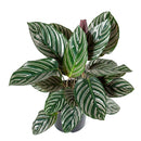 calathea ornata pinstripe, Buy Calathea Ornata Pinstripe Plant 4 inch size online, Pet friendly indoor plant to grow at home