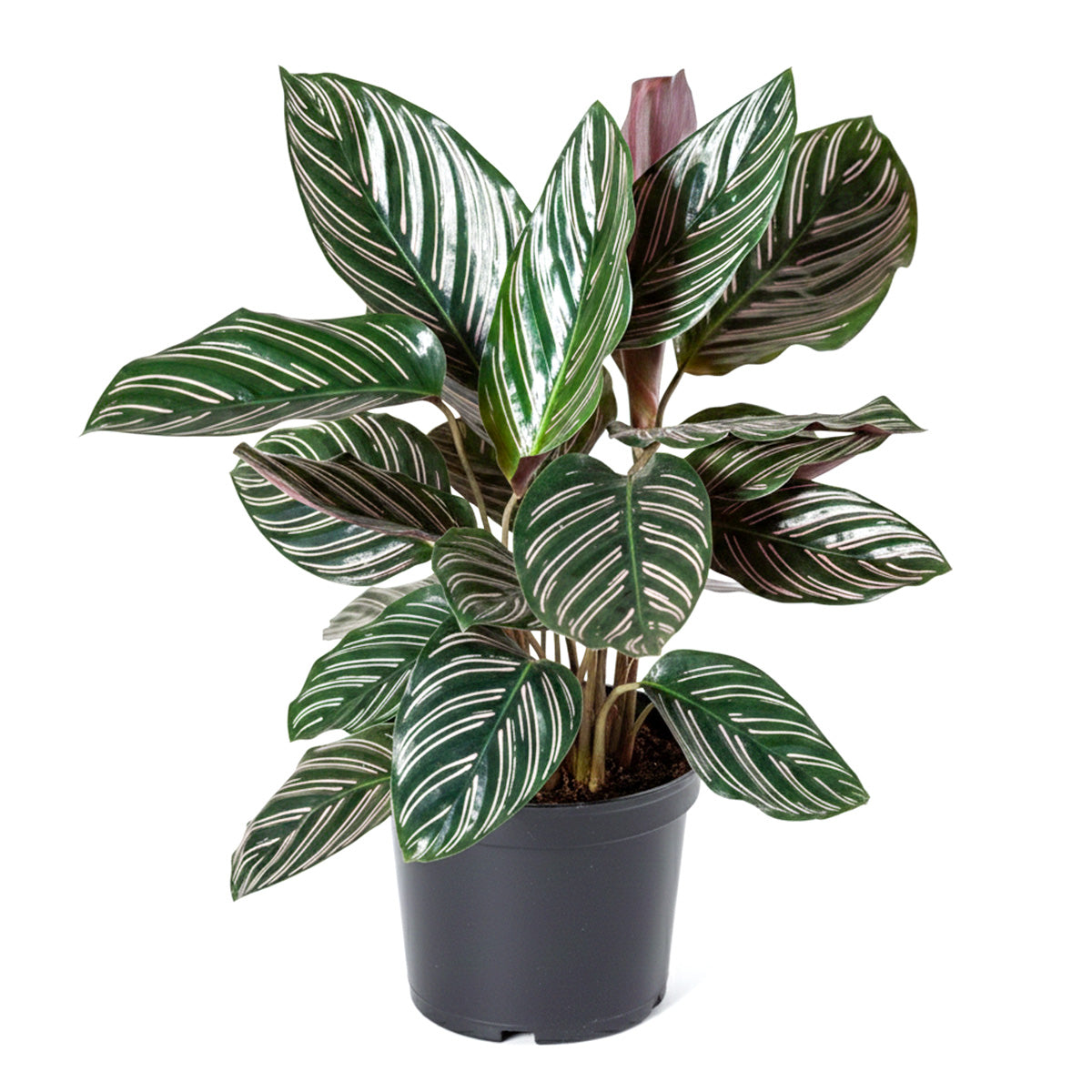 Calathea Ornata, Calathea Pinstripe, how to care for Calathea Ornata, colorful houseplant, houseplant gift ideas