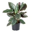 calathea ornata pinstripe, Buy Calathea Ornata Pinstripe Plant 4 inch size online, Pet friendly indoor plant to grow at home