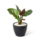 calathea ornata pinstripe, Buy Calathea Ornata Pinstripe Plant 4 inch size online, Pet friendly indoor plant to grow at home
