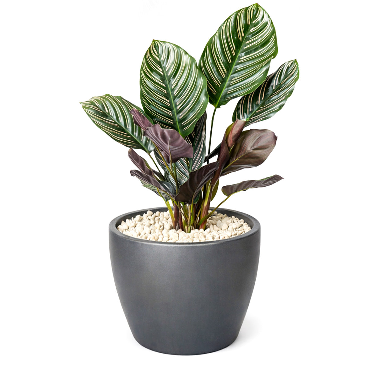 Calathea Ornata, Calathea Pinstripe, how to care for Calathea Ornata, colorful houseplant, houseplant gift ideas