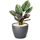 calathea ornata pinstripe, Buy Calathea Ornata Pinstripe Plant 4 inch size online, Pet friendly indoor plant to grow at home
