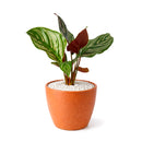 calathea ornata pinstripe, Buy Calathea Ornata Pinstripe Plant 4 inch size online, Pet friendly indoor plant to grow at home