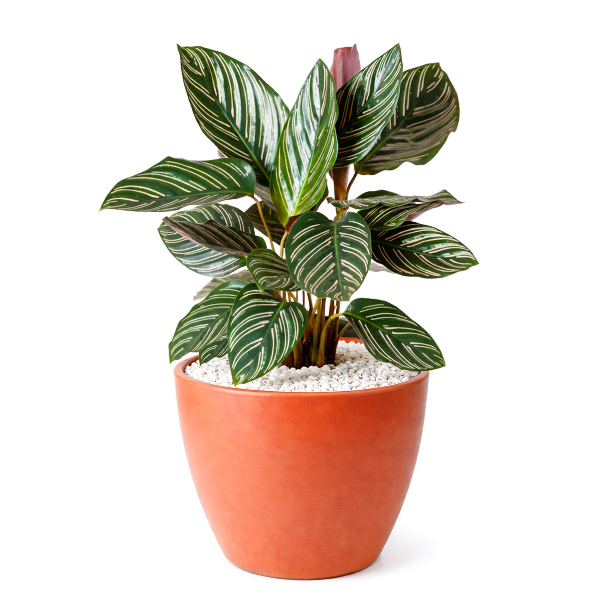 Calathea Ornata, Calathea Pinstripe, how to care for Calathea Ornata, colorful houseplant, houseplant gift ideas