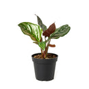 calathea ornata pinstripe, Buy Calathea Ornata Pinstripe Plant 4 inch size online, Pet friendly indoor plant to grow at home