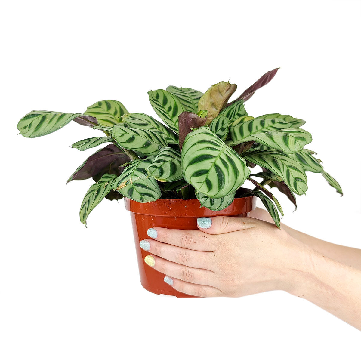 burle marx calathea live plant in a 6 inch pot Calathea Burle Marx