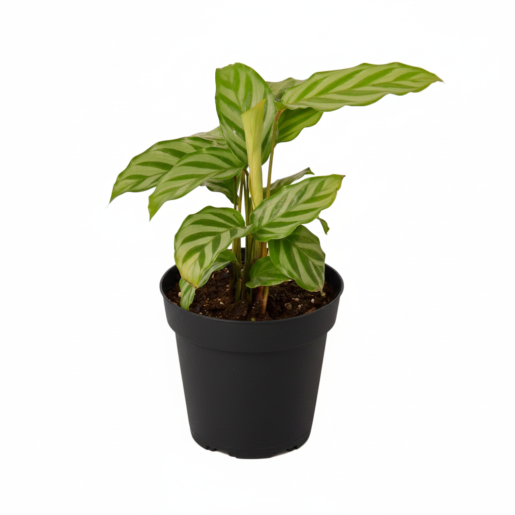 4 inch Calathea Concinna Freddie grower pot for sale, how to grow Calathea Freddie, Zebra Plant houseplant for gifting