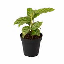 4 inch Calathea Concinna Freddie grower pot for sale, how to grow Calathea Freddie, Zebra Plant houseplant for gifting