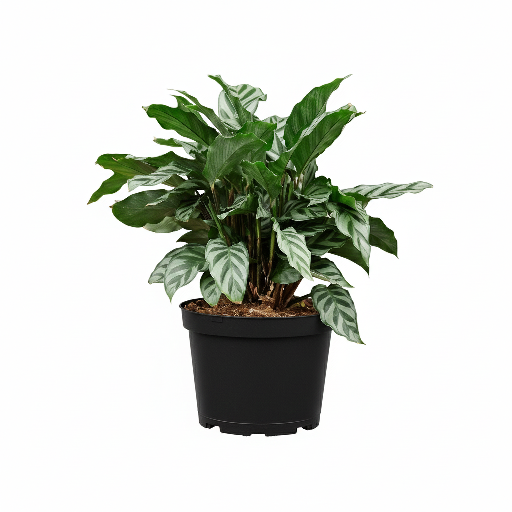 buy Calathea Freddie 6 inch plastic pot non-toxic indoor plants, Calathea Freddie safe for cats and dogs
