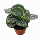 4 inch Calathea Green Goddess in plastic pot, Calathea Green Goddess for sale, buy Calathea Green Goddess online