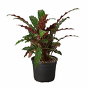 Calathea Rufibarba 'Furry Feather' 4in Velvet Touch Indoor Prayer Plant for sale, Pet-friendly fuzzy leaf houseplant for your home, Velvet Calathea indoor plant for low light for office