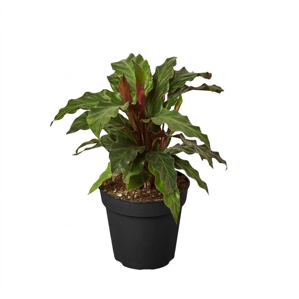 fuzzy prayer plant Calathea Rufibarba 'Furry Feather'