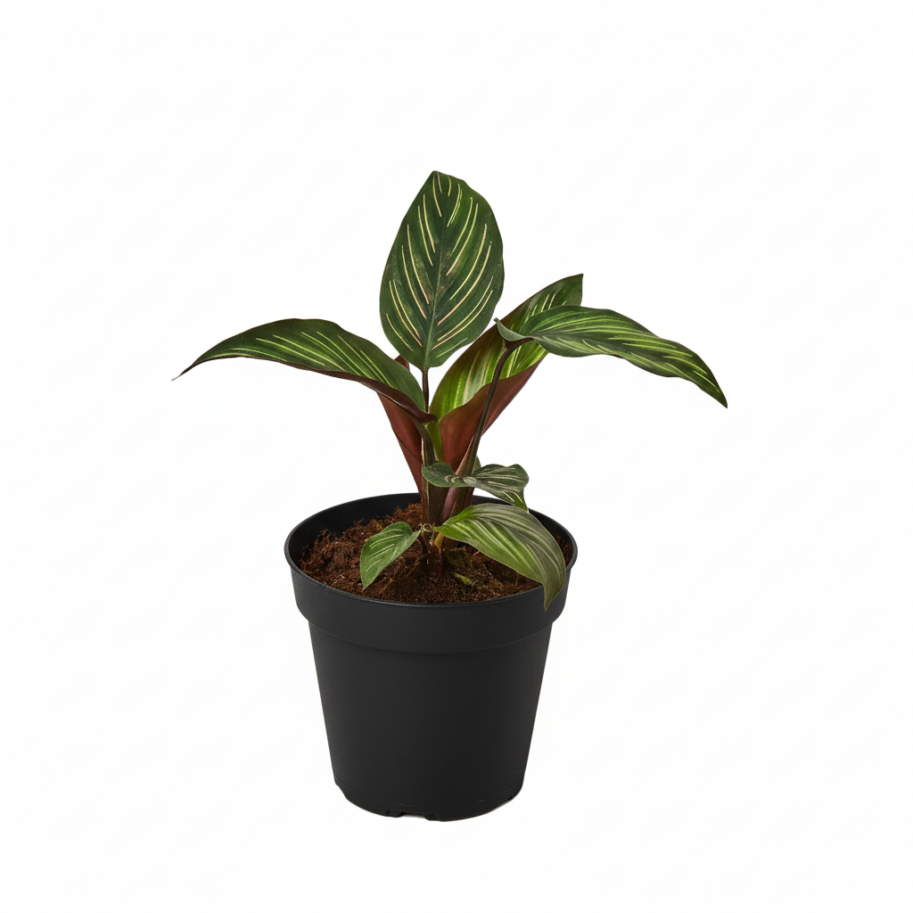 4 inch Calathea Beauty Star in black plastic pot, buy live plants online, pet friendly houseplants