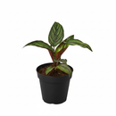 4 inch Calathea Beauty Star in black plastic pot, buy live plants online, pet friendly houseplants
