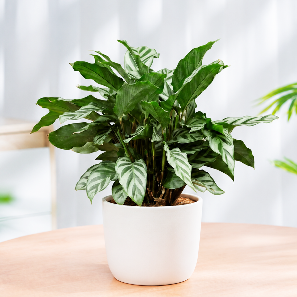 Calathea Concinna Freddie in white decorative ceramic pot, Prayer Plant with striped leaves, Zebra Plant houseplant Home Decor Ideas