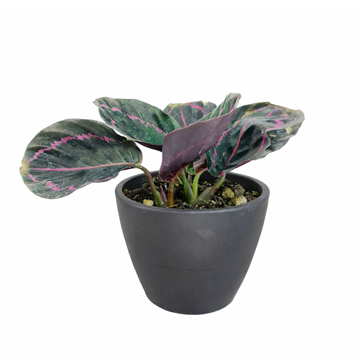 calathea roseopicta dottie care, calathea roseopicta 'dottie, rose painted calathea care, calathea dottie plant care, how to care for calathea dottie, calathea dottie flower, best place to buy plants near me
