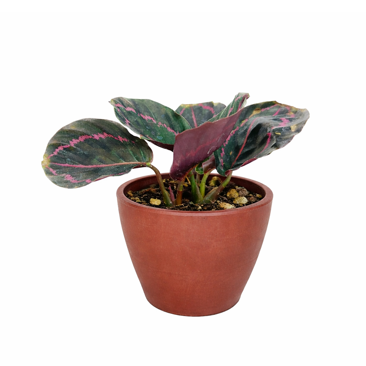 calathea roseopicta dottie care, calathea roseopicta 'dottie, rose painted calathea care, calathea dottie plant care, how to care for calathea dottie, calathea dottie flower, best place to buy plants near me
