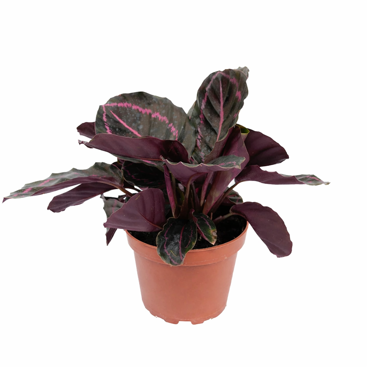 calathea roseopicta dottie care, calathea roseopicta 'dottie, rose painted calathea care, calathea dottie plant care, how to care for calathea dottie, calathea dottie flower, best place to buy plants near me
