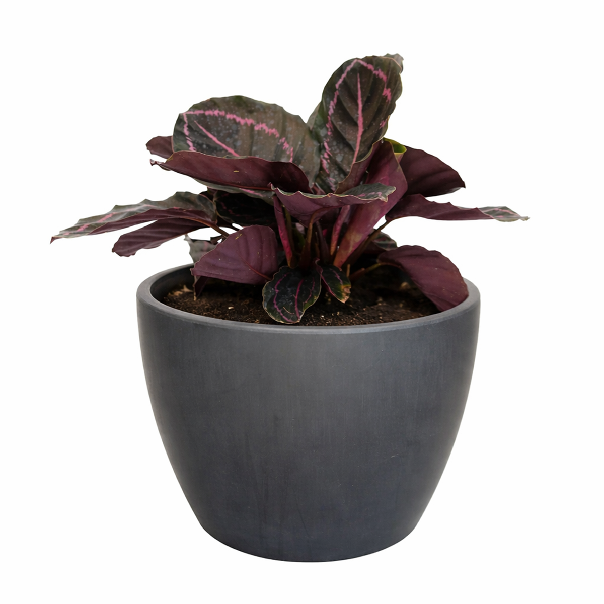calathea roseopicta dottie care, calathea roseopicta 'dottie, rose painted calathea care, calathea dottie plant care, how to care for calathea dottie, calathea dottie flower, best place to buy plants near me
