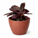 calathea roseopicta dottie care, calathea roseopicta 'dottie, rose painted calathea care, calathea dottie plant care, how to care for calathea dottie, calathea dottie flower, best place to buy plants near me
