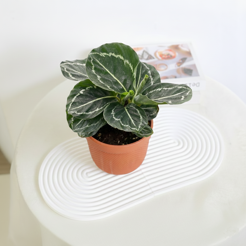 4 inch Calathea Green Goddess, 4 inch Calathea live plants, buy Calathea Green Goddess online, Calathea Green Goddess for sale