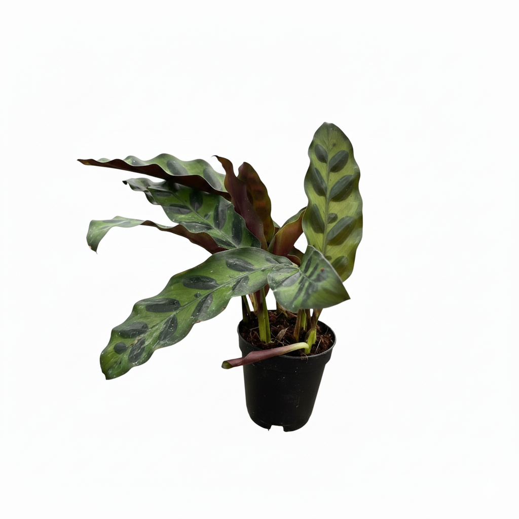2 inch Calathea Lancifolia 'Rattlesnake' Plant, 2 inch Calathea live plants, prayer plants for sale