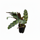 4 inch tropical houseplants, easy to care indoor plants, buy prayer plants online