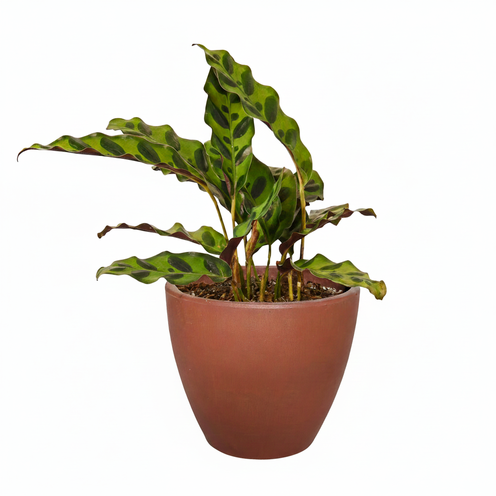 4 inch Calathea Lancifolia 'Rattlesnake' Plant in decorative pot, 4 inch prayer plants, easy to care indoor plants