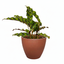 4 inch tropical houseplants, easy to care indoor plants, buy prayer plants online