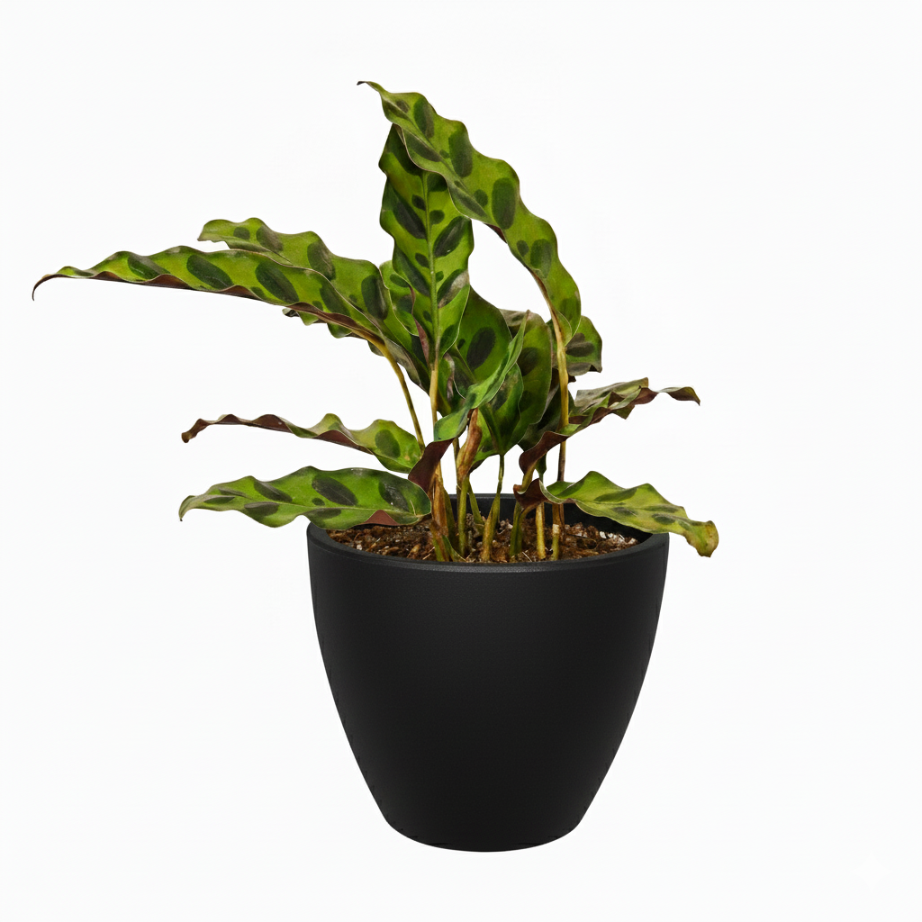 4 inch Calathea Lancifolia 'Rattlesnake' Plant in back pot, buy Calathea Lancifolia 'Rattlesnake' Plant online, air purifying houseplants