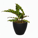 4 inch tropical houseplants, easy to care indoor plants, buy prayer plants online