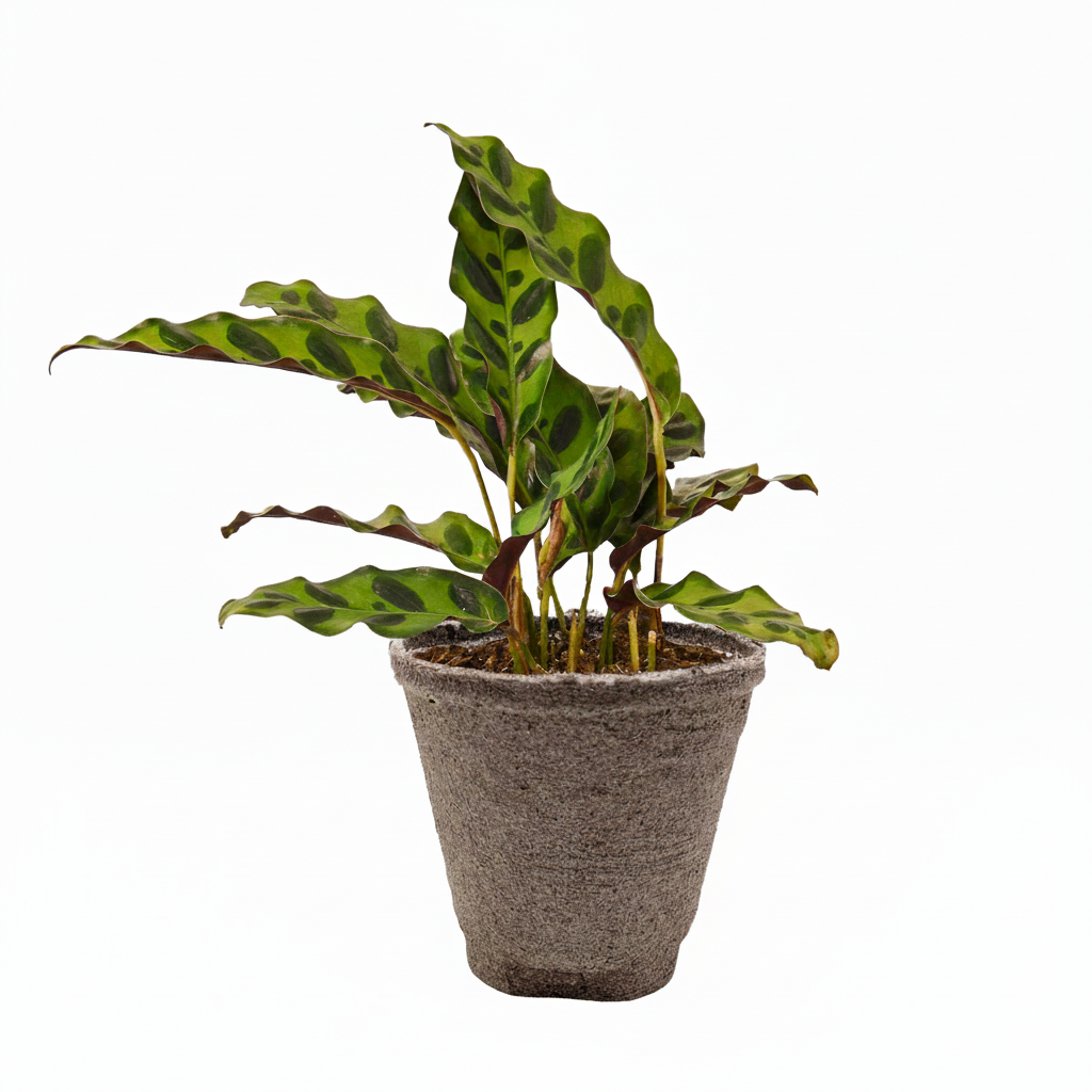 4 inch tropical houseplants, easy to care indoor plants, buy prayer plants online